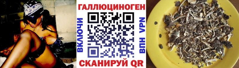 Галлюциногенные грибы Psilocybe  Шлиссельбург 